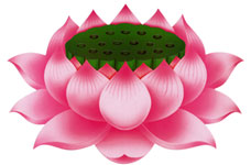 Sacred Lotus